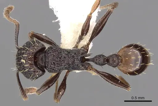 Tetramorium invictum specimen CASENT0901200 image casent0901200_1