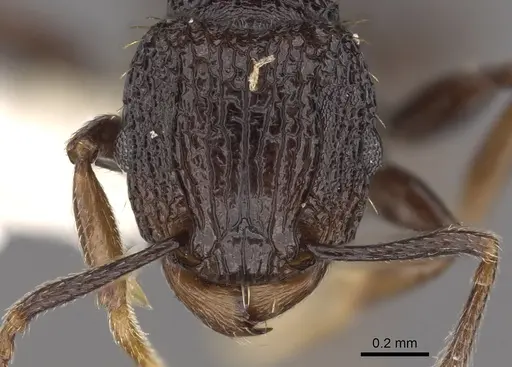 Tetramorium invictum specimen CASENT0901200 image casent0901200_2