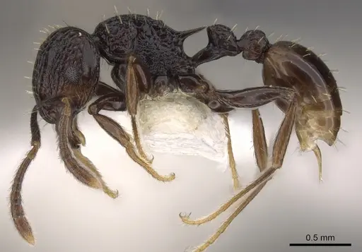Tetramorium invictum specimen CASENT0901200 image casent0901200_3