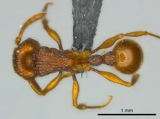 Tetramorium isectum specimen CASENT0070332 image casent0070332_1