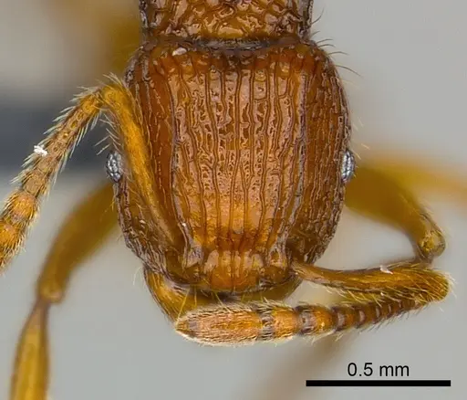 Tetramorium isectum specimen CASENT0070332 image casent0070332_2