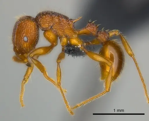 Tetramorium isectum specimen CASENT0070332 image casent0070332_3
