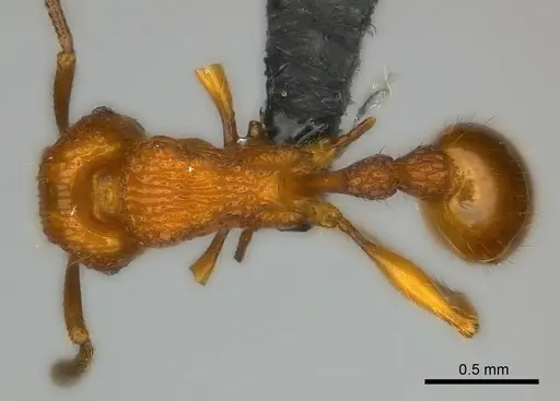 Tetramorium isectum specimen CASENT0163326 image casent0163326_1