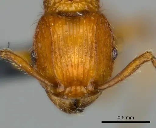 Tetramorium isectum specimen CASENT0163326 image casent0163326_2