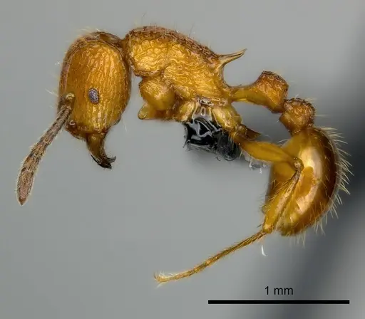 Tetramorium isectum specimen CASENT0163326 image casent0163326_3