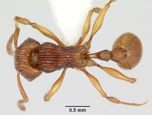 Tetramorium isectum specimen CASENT0172829 image casent0172829_1