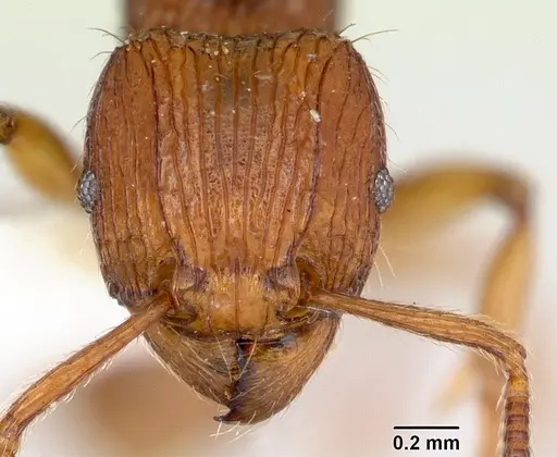 Tetramorium isectum specimen CASENT0172829 image casent0172829_2