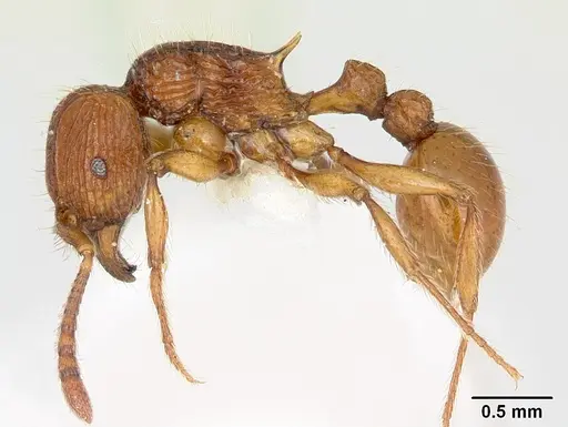 Tetramorium isectum specimen CASENT0172829 image casent0172829_3
