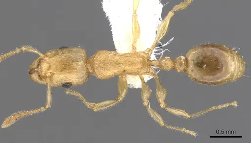 Tetramorium isipingense specimen CASENT0901235 image casent0901235_1