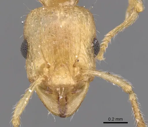 Tetramorium isipingense specimen CASENT0901235 image casent0901235_2