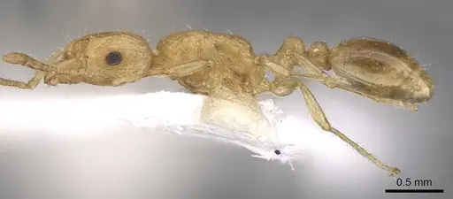 Tetramorium isipingense specimen CASENT0901235 image casent0901235_3