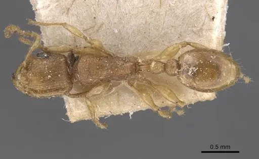 Tetramorium isipingense specimen CASENT0909116 image casent0909116_1