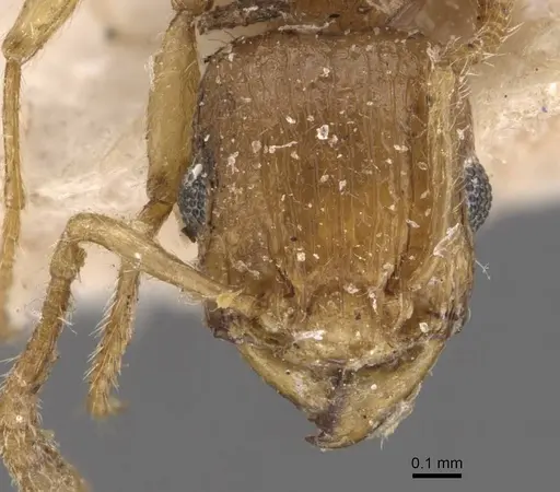 Tetramorium isipingense specimen CASENT0909116 image casent0909116_2