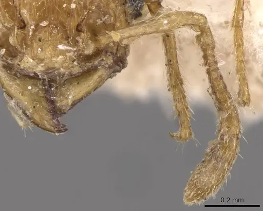 Tetramorium isipingense specimen CASENT0909116 image casent0909116_3