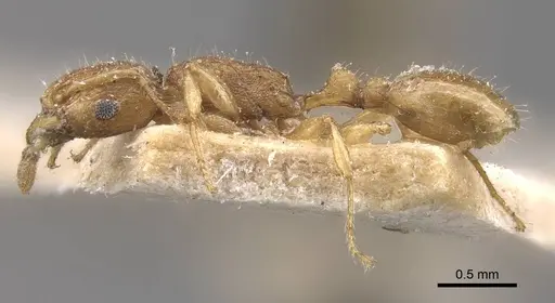Tetramorium isipingense specimen CASENT0909116 image casent0909116_4