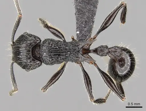 Tetramorium isoelectrum specimen CASENT0152199 image casent0152199_1