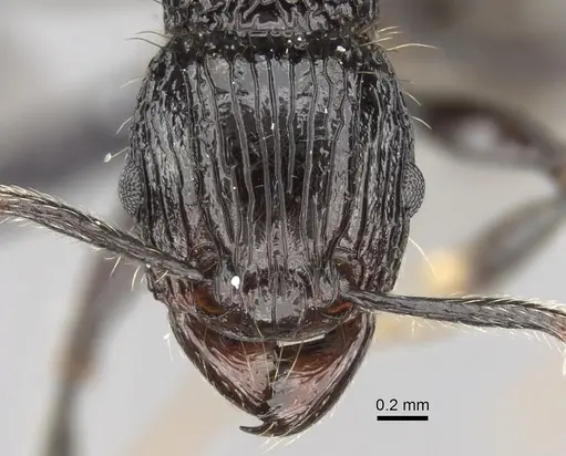 Tetramorium isoelectrum specimen CASENT0152199 image casent0152199_2
