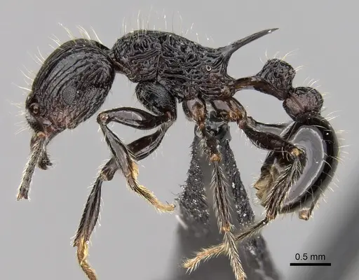 Tetramorium isoelectrum specimen CASENT0152199 image casent0152199_3