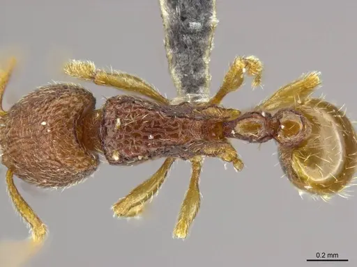Tetramorium jarawa specimen NCBS-AV761 image ncbs-av761_1