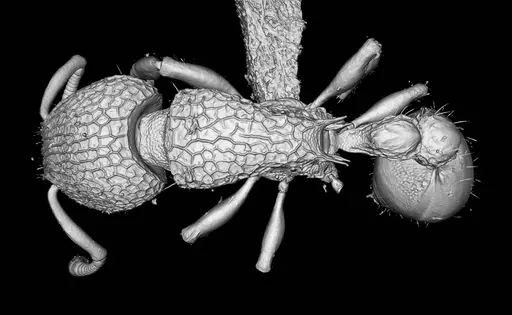 Tetramorium jarawa specimen NCBS-AV761 image ncbs-av761_2