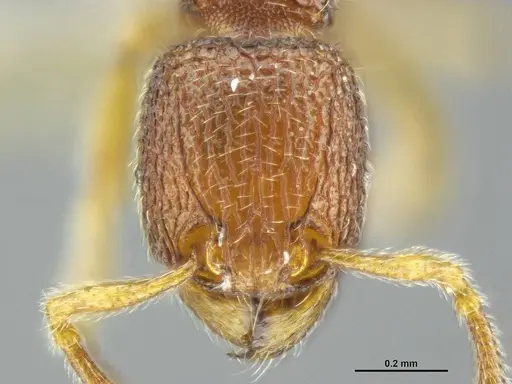 Tetramorium jarawa specimen NCBS-AV761 image ncbs-av761_3