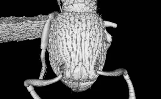 Tetramorium jarawa specimen NCBS-AV761 image ncbs-av761_4