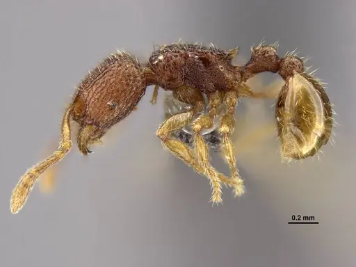 Tetramorium jarawa specimen NCBS-AV761 image ncbs-av761_5