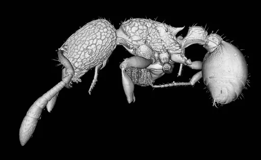 Tetramorium jarawa specimen NCBS-AV761 image ncbs-av761_6