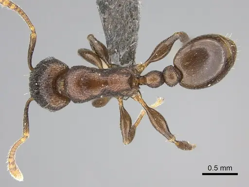 Tetramorium jauresi specimen CASENT0235770 image casent0235770_1