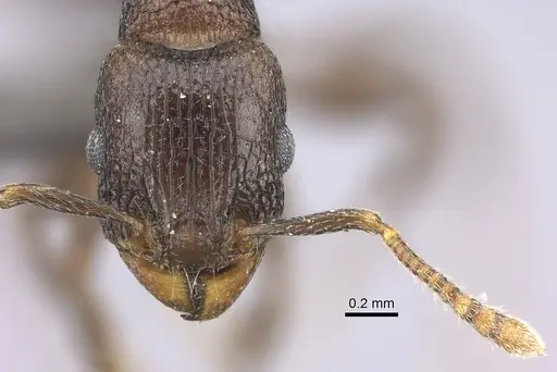 Tetramorium jauresi specimen CASENT0235770 image casent0235770_2