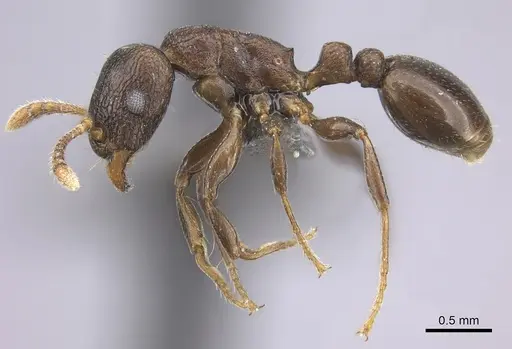 Tetramorium jauresi specimen CASENT0235770 image casent0235770_3