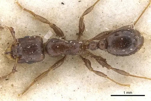 Tetramorium jauresi specimen CASENT0901234 image casent0901234_1