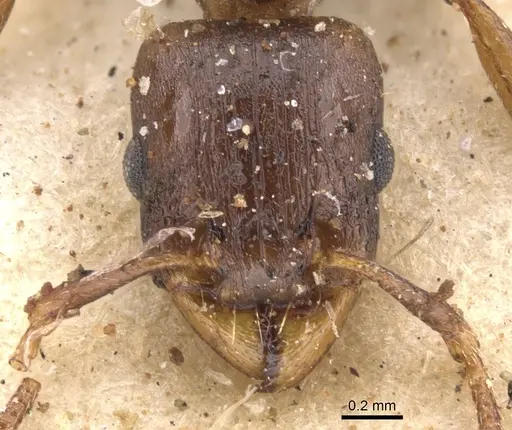 Tetramorium jauresi specimen CASENT0901234 image casent0901234_2