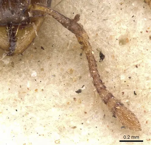Tetramorium jauresi specimen CASENT0901234 image casent0901234_3