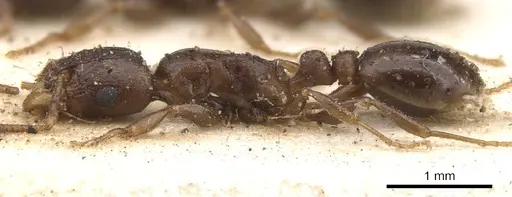 Tetramorium jauresi specimen CASENT0901234 image casent0901234_4