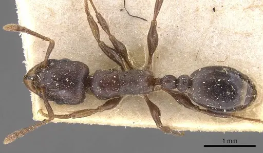 Tetramorium jauresi specimen CASENT0909136 image casent0909136_1