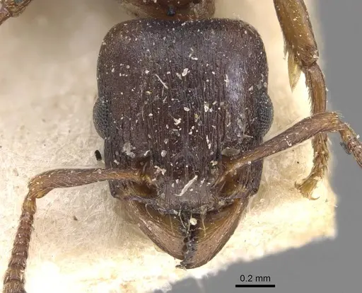 Tetramorium jauresi specimen CASENT0909136 image casent0909136_2