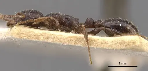 Tetramorium jauresi specimen CASENT0909136 image casent0909136_3
