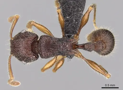 Tetramorium jedi specimen CASENT0043578 image casent0043578_1