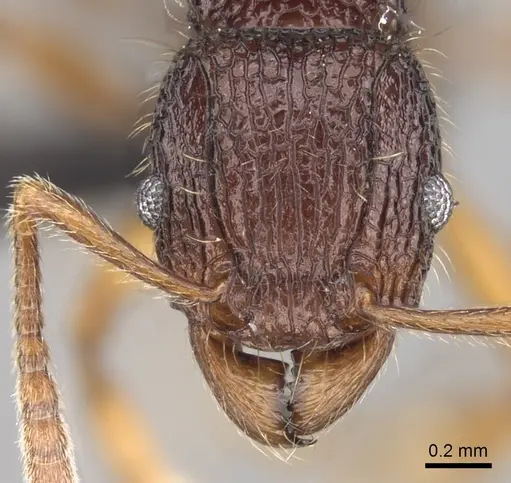 Tetramorium jedi specimen CASENT0043578 image casent0043578_2