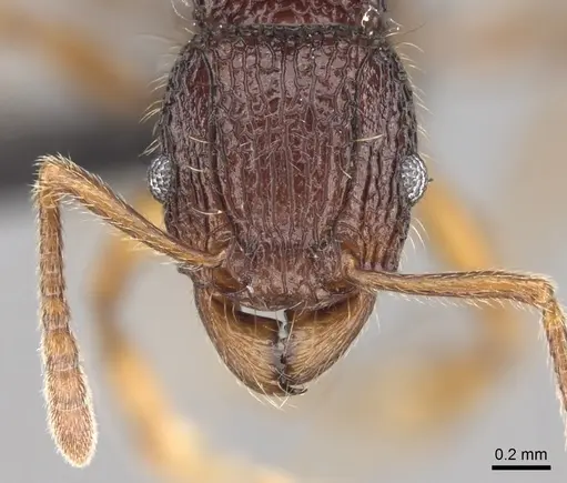 Tetramorium jedi specimen CASENT0043578 image casent0043578_3