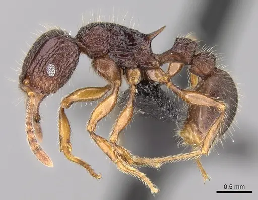 Tetramorium jedi specimen CASENT0043578 image casent0043578_4