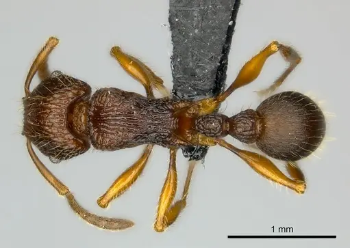 Tetramorium jedi specimen CASENT0046064 image casent0046064_1