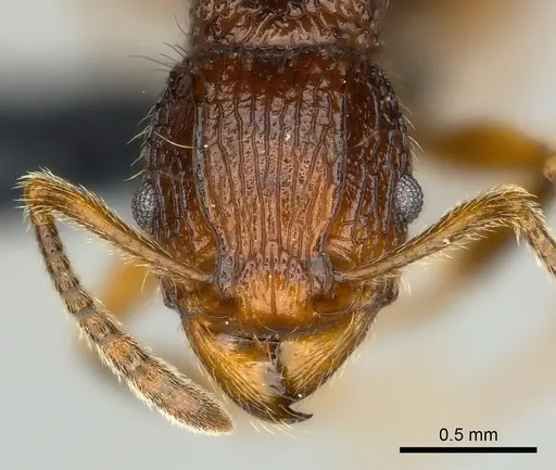 Tetramorium jedi specimen CASENT0046064 image casent0046064_2
