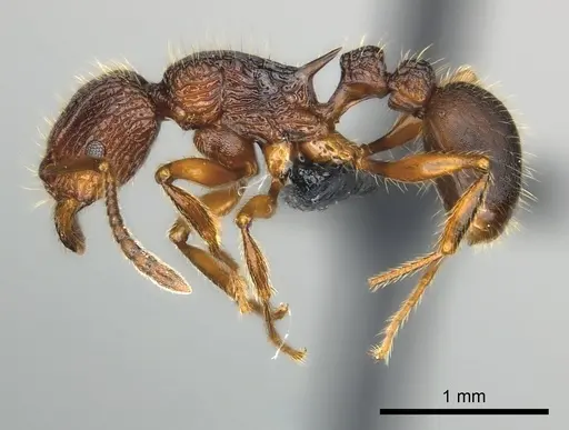 Tetramorium jedi specimen CASENT0046064 image casent0046064_3