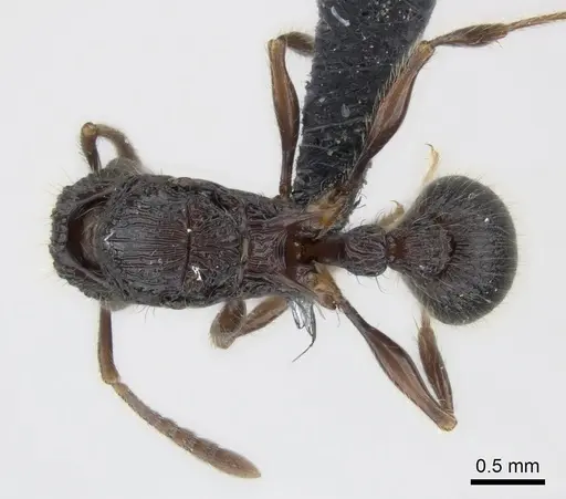 Tetramorium jedi specimen CASENT0056442 image casent0056442_1