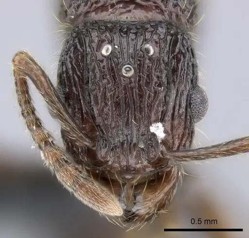 Tetramorium jedi specimen CASENT0056442 image casent0056442_2