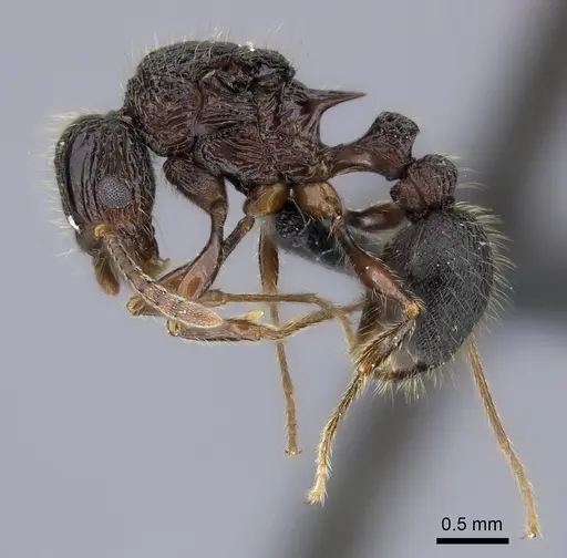 Tetramorium jedi specimen CASENT0056442 image casent0056442_3