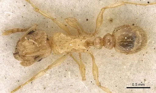 Tetramorium jejunum specimen CASENT0901123 image casent0901123_1