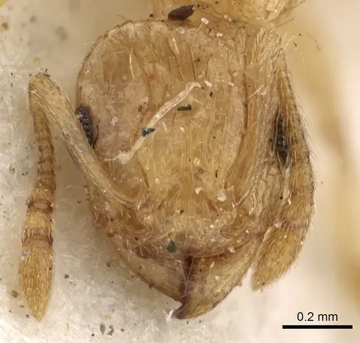 Tetramorium jejunum specimen CASENT0901123 image casent0901123_2